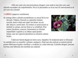 Află care sunt cele mai periculoase droguri, cum arată şi mai ales care sunt
efectele secundare ale stupefiantelor. Noi ţi le prezentăm ca să nu mai fii curios(oasă) şi să
ştii cum să te fereşti!

1) OPIUL (papaver somiferum)
Se extrage dintr-o plantă asemănătoare cu macul de la noi
    din ţară. Tulpina, frunzele şi capsulele imature
    secretă, atunci când sunt rupte sau tăiate, un suc
    alb, lipicios, numit latex. În contact cu aerul acesta se
    închide la culoare, devine brun şi se solidifică. Prin
    tratare (încălzire, coacere, fermentare) se elimină
    impurităţile vegetale şi se obţine opiul pentru
    fumat, care are aspectul plastilinei şi culoarea cafeniu
    închis.
           Când este fumat degajă un miros acru, înţepător. În medicină opiul se foloseşte
în cantităţi mici ca somnifer, calmant, analgezic, fiind mai ales utilizat ca materie primă
pentru fabricarea legală a morfinei, a codeinei şi a altor derivaţi. Celelalte droguri, precum
heroina sunt fabricate din morfină sau codeină.
 