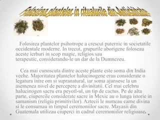 Folosirea plantelor psihotrope a crescut puternic in societatile
occidentale moderne. In trecut, grupurile aborigene foloseau
aceste ierburi in scop magic, religios sau
terapeutic, considerandu-le un dar de la Dumnezeu.

   Cea mai cunoscuta dintre aceste plante este soma din India
veche. Majoritatea plantelor halucinogene erau considerate o
legatura intre om si supranatural, iar soma ajunsese la un
asemenea nivel de percepere a divinitatii. Cel mai celebru
halucinogen sacru era peyotl-ul, un tip de cactus. Pe de alta
parte, ciupercile considerate sacre in Mexic au o lunga istorie in
samanism (religia primitivilor). Aztecii le numeau carne divina
si le consumau in timpul ceremoniilor sacre. Mayasii din
Guatemala utilizau ciuperci in cadrul ceremoniilor religioase.
 