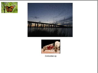 Caminhos da Ciência, Tecnologia e Sociedade (UTL) - Efeito Borboleta - Teoria do Caos e Epidemias