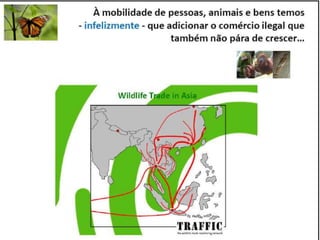 Caminhos da Ciência, Tecnologia e Sociedade (UTL) - Efeito Borboleta - Teoria do Caos e Epidemias