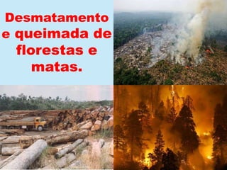 Desmatamento e queimada de florestas e matas.
