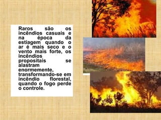 Raros são os
incêndios casuais e
na época da
estiagem quando o
ar é mais seco e o
vento mais forte, os
incêndios
propositais se
alastram
enormemente,
transformando-se em
incêndio florestal,
quando o fogo perde
o controle.
 