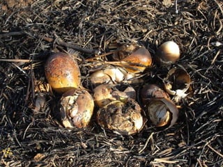 Foto: Rildo Silveira
 