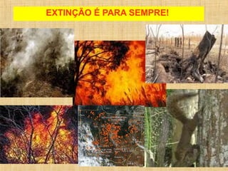 EXTINÇÃO É PARA SEMPRE!
 