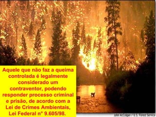 Aquele que não faz a queima
controlada é legalmente
considerado um
contraventor, podendo
responder processo criminal
e prisão, de acordo com a
Lei de Crimes Ambientais,
Lei Federal n° 9.605/98.
 