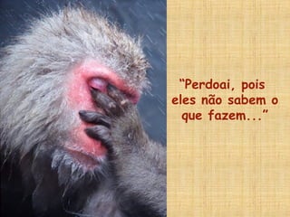 “Perdoai, pois
eles não sabem o
que fazem...”
 