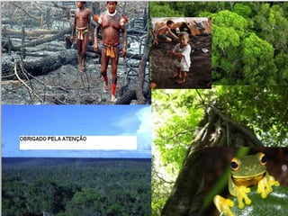 Efeitos das queimadas para biodiversidade regional