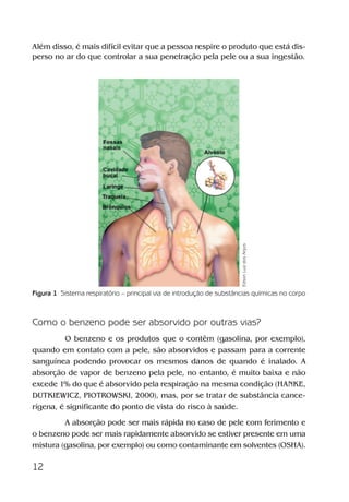 12
Além disso, é mais difícil evitar que a pessoa respire o produto que está dis-
perso no ar do que controlar a sua penetração pela pele ou a sua ingestão.
Como o benzeno pode ser absorvido por outras vias?
O benzeno e os produtos que o contêm (gasolina, por exemplo),
quando em contato com a pele, são absorvidos e passam para a corrente
sanguínea podendo provocar os mesmos danos de quando é inalado. A
absorção de vapor de benzeno pela pele, no entanto, é muito baixa e não
excede 1% do que é absorvido pela respiração na mesma condição (HANKE,
DUTKIEWICZ, PIOTROWSKI, 2000), mas, por se tratar de substância cance-
rígena, é significante do ponto de vista do risco à saúde.
A absorção pode ser mais rápida no caso de pele com ferimento e
o benzeno pode ser mais rapidamente absorvido se estiver presente em uma
mistura (gasolina, por exemplo) ou como contaminante em solventes (OSHA).
Figura 1 Sistema respiratório – principal via de introdução de substâncias químicas no corpo
EdsonLuizdosAnjos
Benzeno2011.indd 12Benzeno2011.indd 12 22/10/2012 08:36:0522/10/2012 08:36:05
 