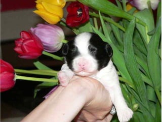 efellowship stuff poorband