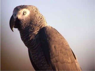 efellowship stuff poorband