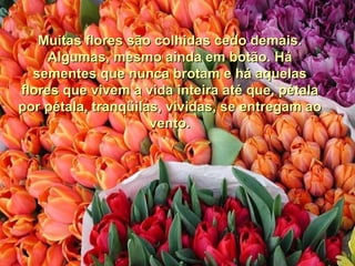 Muitas flores são colhidas cedo demais.
     Algumas, mesmo ainda em botão. Há
  sementes que nunca brotam e há aquelas
flores que vivem a vida inteira até que, pétala
por pétala, tranqüilas, vividas, se entregam ao
                     vento.
 