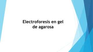 Electroforesis en gel
de agarosa
 