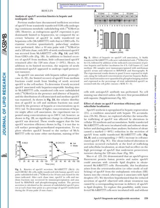 ApoA-V biogenesis and triglyceride secretion 239
cells with anti-apoA-V antibody was performed. No cell
staining was observed unless cells were ﬁrst permeabilized
with saponin (Supplementary Fig. S2).
Effect of oleate on apoA-V secretion efﬁciency and
subcellular localization
ApoA-V synthesis is upregulated in hepatic regeneration
(21), a condition associated with hepatic TG accumula-
tion (33–36). Hence, we explored whether the intracellu-
lar trafﬁcking of apoA-V was affected by alterations in
cellular TG synthesis and accumulation. Stably transfected
McA-RH7777 cells were incubated with and without oleate
before and during pulse-chase analyses. Inclusion of oleate
caused a marked (‫ف‬46%) reduction in the secretion of
apoA-V from stably transfected McA-RH7777 cells (Fig.
3A, B) and a corresponding (‫ف‬36%) increase in cell-asso-
ciated apoA-V (Fig. 3C). The oleate-induced alteration in
secretion occurred exclusively at the level of trafﬁcking
and subcellular localization, as oleate had no effect on the
high percentage of apoA-V that underwent presecretory
turnover during the 120 min chase (Fig. 3D).
Shu et al. (23, 24) demonstrated that an apoA-V-green
ﬂuorescent protein fusion protein and native apoA-V
could associate with cytosolic lipid droplets in oleate-
treated McA-RH7777 cells. Presumably, this localization
arises from the retrotranslocation (or other mode of traf-
ﬁcking) of apoA-V from the endoplasmic reticulum (ER)
lumen into the cytosol, whereupon it associates with lipid
droplets (37). We therefore hypothesized that the reduced
secretion of apoA-V observed with oleate treatment was
caused by a corresponding increase in delivery of apoA-V
to lipid droplets. To explore this possibility, stably trans-
fected McA-RH7777 cells were incubated with and without
RESULTS
Analysis of apoA-V secretion kinetics in hepatic and
nonhepatic cells
Previous studies have documented inefﬁcient secretion
of apoA-V from transiently transfected COS cells undergo-
ing continuous metabolic radiolabeling with [35
S]Met-Cys
(20). However, as endogenous apoA-V expression is pre-
dominantly limited to hepatocytes, we compared the se-
cretory behavior of apoA-V in stably transfected rat
hepatoma cells (McA-RH7777) with that in CHO cells. To
examine secretion quantitatively, pulse-chase analyses
were performed. After a 10 min pulse with [35
S]Met-Cys
and a 120 min chase, only 20% of newly synthesized apoA-V
was secreted from McA-RH7777 cells (Fig. 1A) and 38%
from CHO cells (Fig. 1B). In addition to limited recov-
ery of apoA-V from medium, little cell-associated apoA-V
remained after the 120 min chase (‫ف‬10%). Hence, in
addition to its limited secretion, the majority of newly
synthesized apoA-V appeared to undergo rapid presecre-
tory turnover.
As apoA-V can associate with heparin sulfate proteogly-
cans (6, 32), the limited recovery of apoA-V from medium
fractions could result from binding of newly secreted
apoA-V to the cell surface. To determine if newly secreted
apoA-V associated with heparin-competable binding sites
in McA-RH7777 cells, transfected cells were radiolabeled
with [35
S]Met-Cys in the presence and absence of heparin,
and the distribution of cell-associated and medium apoA-V
was examined. As shown in Fig. 2A, the relative distribu-
tion of apoA-V in cell and medium fractions was unaf-
fected by the presence of heparin at concentrations up to
10 U/ml. To determine if higher concentrations of hepa-
rin might affect cell association, the experiment was re-
peated using concentrations up to 100 U/ml; however, as
shown in Fig. 2B, no signiﬁcant change in cell-associated
apoA-V was detected. These results suggest that the low
apoA-V secretion efﬁciency shown in Fig. 1 is not due to
cell surface proteoglycan-mediated sequestration. To ex-
plore whether apoA-V bound to the surface of McA-
RH7777 cells via some other mechanism, staining of live
Fig. 1. Kinetics of apoA-V secretion. McA-RH7777 (McA) (A)
and CHO-K1 (B) cells, stably transfected with human apoA-V, were
pulse radiolabeled with [
35
S]Met-Cys for 10 min and chased for the
times indicated. After each chase time, apoA-V in cells and me-
dium fractions was recovered by immunoprecipitation and ana-
lyzed by SDS-PAGE and phosphorimaging analysis. The percent
secretion is calculated as the amount of radiolabeled apoA-V pres-
ent at each chase time point as a percentage of apoA-V synthesized
during the 10 min pulse (0 min chase).
Fig. 2. Effect of heparin on apoA-V cell association. A: Stably
transfected McA-RH7777 cells were radiolabeled with [
35
S]Met-Cys
for 2 h, followed by addition of the indicated concentration of por-
cine heparin and further incubation for 6 h. Cell lysates (C) and
medium (M) samples were immunoprecipitated with anti-human
apoA-V serum and subjected to SDS-PAGE and ﬂuorography. B:
The experimental results shown in panel A were repeated in tripli-
cate, using the indicated concentrations of porcine heparin. Radio-
active band intensities were quantiﬁed by phosphorimaging analysis
and expressed as the percentage of total radiolabeled apoA-V as-
sociated with the cell pellet (means ± SEM; N = 3).
byguest,onNovember1,2015www.jlr.orgDownloadedfrom
.html
http://www.jlr.org/content/suppl/2010/11/26/jlr.M010793.DC1
Supplemental Material can be found at:
 