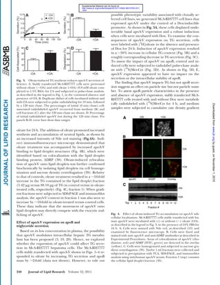 240 Journal of Lipid Research Volume 52, 2011
possible phenotypic variability associated with clonally se-
lected cell lines, we generated McA-RH7777 cell lines that
expressed apoA-V under the control of a Dox-inducible
promoter. As shown in Fig. 5A, these cells displayed unde-
tectable basal apoA-V expression and a robust induction
when cells were incubated with Dox. To examine the con-
sequences of apoA-V expression on TG secretion, cells
were labeled with [3
H]oleate in the absence and presence
of Dox for 24 h. Induction of apoA-V expression resulted
in a ‫ف‬50% increase in cellular TG content (Fig. 5B) and a
roughly corresponding decrease in TG secretion (Fig. 5C).
To assess the impact of apoA-V on apoB, control and in-
duced cells were subjected to radiolabel pulse-chase analy-
sis with [35
S]Met-Cys (Fig. 5D). As shown in Fig. 5D, E,
apoA-V expression appeared to have no impact on the
secretion or the intracellular stability of apoB.
The ﬁnding that apoA-V impacts TG but not apoB secre-
tion suggests an effect on particle size but not particle num-
ber. To assess apoB particle characteristics in the presence
and absence of apoA-V expression, stably transfected McA-
RH7777 cells treated with and without Dox were metaboli-
cally radiolabeled with [35
S]Met-Cys for 4 h, and medium
samples were subjected to cumulative rate density gradient
oleate for 24 h. The addition of oleate promoted increased
synthesis and accumulation of neutral lipids, as shown by
an increased intensity of Nile red staining (Fig.4A). Indi-
rect immunoﬂuorescence microscopy demonstrated that
oleate treatment was accompanied by increased apoA-V
binding to lipid droplet structures (Fig. 4B), which were
identiﬁed based on colocalization with the lipid droplet
binding protein, ADRP (38). Oleate-induced relocaliza-
tion of apoA-V onto lipid droplets was further conﬁrmed
biochemically by isolating lipid droplets via cell homoge-
nization and sucrose density centrifugation (39). Relative
to that of controls, oleate treatment resulted in a ‫ف‬16-fold
increase in the TG contained in the lipid droplet fraction
(5.42 ␮g versus 88.18 µg of TG in control versus in oleate-
treated cells, respectively) (Fig. 4C, fraction 1). When gradi-
ent fractions were subjected to SDS-PAGE and immunoblot
analysis, the apoA-V content in fraction 1 was also seen to
increase by ‫ف‬10-fold in oleate-treated versus control cells.
These data indicate that the movement of apoA-V onto
lipid droplets may directly compete with the exocytic traf-
ﬁcking of apoA-V.
Effect of apoA-V expression on apoB and
triglyceride secretion
Based on its low concentration in plasma, the possibility
that apoA-V modulates intracellular hepatic TG metabo-
lism has been proposed (3, 19, 20). Hence, we explored
whether the expression of apoA-V could affect TG secre-
tion in McA-RH7777 hepatoma cells. The McA-RH7777
cells stably transfected with apoA-V shown in Figs. 1–4 re-
sponded to oleate by increasing TG secretion and apoB
mass by ‫ف‬2-fold (data not shown). However, to rule out
Fig. 3. Oleate-induced TG synthesis reduces apoA-V secretion ef-
ﬁciency. A: Stably transfected McA-RH7777 cells were pretreated
without oleate (ϪOA) and with oleate (+OA) (0.8 mM oleate com-
plexed to 1.5% BSA) for 2 h and subjected to pulse-chase analysis,
as described in the legend to Fig. 1, in the continued absence and
presence of OA. B: Duplicate dishes of cells incubated without and
with OA were subjected to pulse radiolabeling for 10 min, followed
by a 120 min chase. The percentages of initial (0 min chase) cell-
associated radiolabeled apoA-V recovered from medium (B) and
cell fractions (C) after the 120 min chase are shown. D: Percentage
of initial radiolabeled apoA-V lost during the 120 min chase. For
panels B–D, error bars show data ranges.
Fig. 4. Effect of oleate-induced TG accumulation on apoA-V sub-
cellular localization. McA-RH7777 cells stably transfected with hu-
man apoA-V were incubated with (+) or without (Ϫ) oleate (OA),
as described in the legend to Fig. 3, in the presence of 10% FBS for
16 h. A: Cells were stained with Nile red, as described (53) and
examined by ﬂuorescence microscopy. B: Cells were ﬁxed and
stained with anti- apoA-V and anti-ADRP antibodies as described in
Experimental Procedures. Areas of colocalization of apoA-V (rho-
damine, red) and ADRP (FITC, green) are detected in the overlay
(yellow). C: Cells were homogenized and subjected to sucrose gra-
dient centrifugation (39). Twelve 1 ml fractions were collected and
subjected to precipitation with TCA, SDS-PAGE, and immunoblot
analysis using anti-human apoA-V serum. Fraction 1 (top) contains
the cellular lipid droplet fraction (39).
byguest,onNovember1,2015www.jlr.orgDownloadedfrom
.html
http://www.jlr.org/content/suppl/2010/11/26/jlr.M010793.DC1
Supplemental Material can be found at:
 