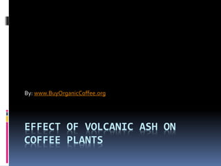EFFECT OF VOLCANIC ASH ON
COFFEE PLANTS
By: www.BuyOrganicCoffee.org
 