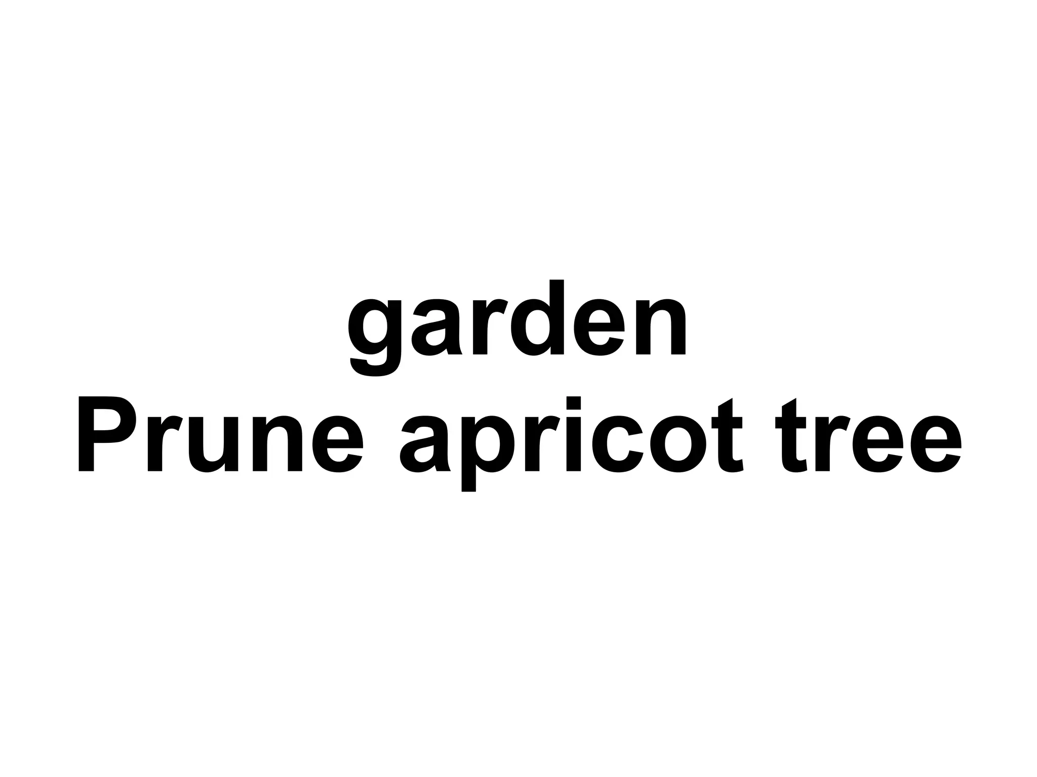 garden Prune apricot tree 
