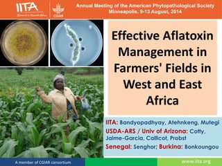 www.iita.orgA member of CGIAR consortium
Effective Aflatoxin
Management in
Farmers' Fields in
West and East
Africa
IITA: Bandyopadhyay, Atehnkeng, Mutegi
USDA-ARS / Univ of Arizona: Cotty,
Jaime-Garcia, Callicot, Probst
Senegal: Senghor; Burkina: Bonkoungou
Annual Meeting of the American Phytopathological Society
Minneapolis, 9-13 August, 2014
 