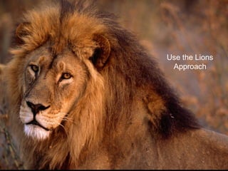 Use the Lions
 Approach
 
