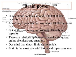 Human brain contains around 10,000,000,000 neurons.  According to scientist we loss  about 10,000 neurons/day. But at 80 years of age we lost only 3% of brain capacity. There are relationship between mental activity and brains chemistry and anatomy. Our mind has almost limitless potentials. Brain is the most powerful biological super computer. Brain   power 