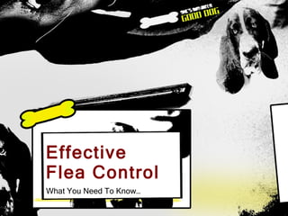 Effective  Flea Control What You Need To Know… 