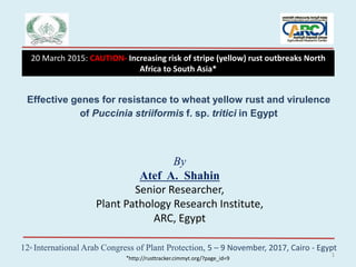 By
Atef A. Shahin
Senior Researcher,
Plant Pathology Research Institute,
ARC, Egypt
Effective genes for resistance to wheat yellow rust and virulence
of Puccinia striiformis f. sp. tritici in Egypt
12th International Arab Congress of Plant Protection, 5 – 9 November, 2017, Cairo - Egypt
20 March 2015: CAUTION- Increasing risk of stripe (yellow) rust outbreaks North
Africa to South Asia*
*http://rusttracker.cimmyt.org/?page_id=9
1
 