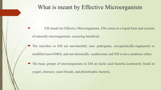  EM stands for Effective Microorganisms. EM comes in a liquid form and consists
of naturally microorganisms. occurring beneficial.
 The microbes in EM are non-harmful, non- pathogenic, not-genetically-engineered or
modified (non-GMO), and not-chemically- synthesized, and EM is not a medicine either.
 The basic groups of microorganisms in EM are lactic acid bacteria (commonly found in
yogurt, cheeses), yeast (bread), and phototrophic bacteria.
What is meant by Effective Microorganism
 