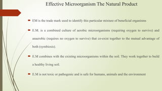 Effective Microorganism The Natural Product
 EM is the trade mark used to identify this particular mixture of beneficial organisms
 E.M. is a combined culture of aerobic microorganisms (requiring oxygen to survive) and
anaerobic (requires no oxygen to survive) that co-exist together to the mutual advantage of
both (symbiosis).
 E.M combines with the existing microorganisms within the soil. They work together to build
a healthy living soil.
 E.M is not toxic or pathogenic and is safe for humans, animals and the environment
 