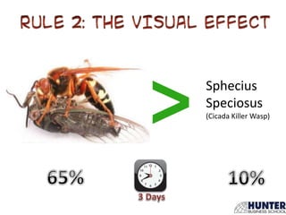 Sphecius
Speciosus
(Cicada Killer Wasp)
 