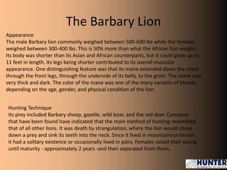 The Barbary Lion
Appearance
The male Barbary lion commonly weighed between 500-600 lbs while the females
weighed between 300-400 lbs. This is 50% more than what the African lion weighs.
Its body was shorter than its Asian and African counterparts, but it could grow up to
11 feet in length. Its legs being shorter contributed to its overall muscular
appearance. One distinguishing feature was that its mane extended down the chest
through the front legs, through the underside of its belly, to the groin. The mane was
very thick and dark. The color of the mane was one of the many variants of blonde,
depending on the age, gender, and physical condition of the lion.
Hunting Technique
Its prey included Barbary sheep, gazelle, wild boar, and the red deer. Carcasses
that have been found have indicated that the main method of hunting resembled
that of all other lions. It was death by strangulation, where the lion would chase
down a prey and sink its teeth into the neck. Since it lived in mountainous terrain,
it had a solitary existence or occasionally lived in pairs. Females raised their young
until maturity - approximately 2 years -and then separated from them.
 