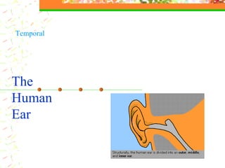 The  Human Ear Temporal 