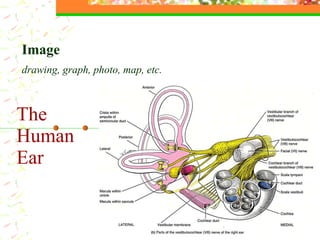 The  Human Ear Image   drawing, graph, photo, map, etc. 