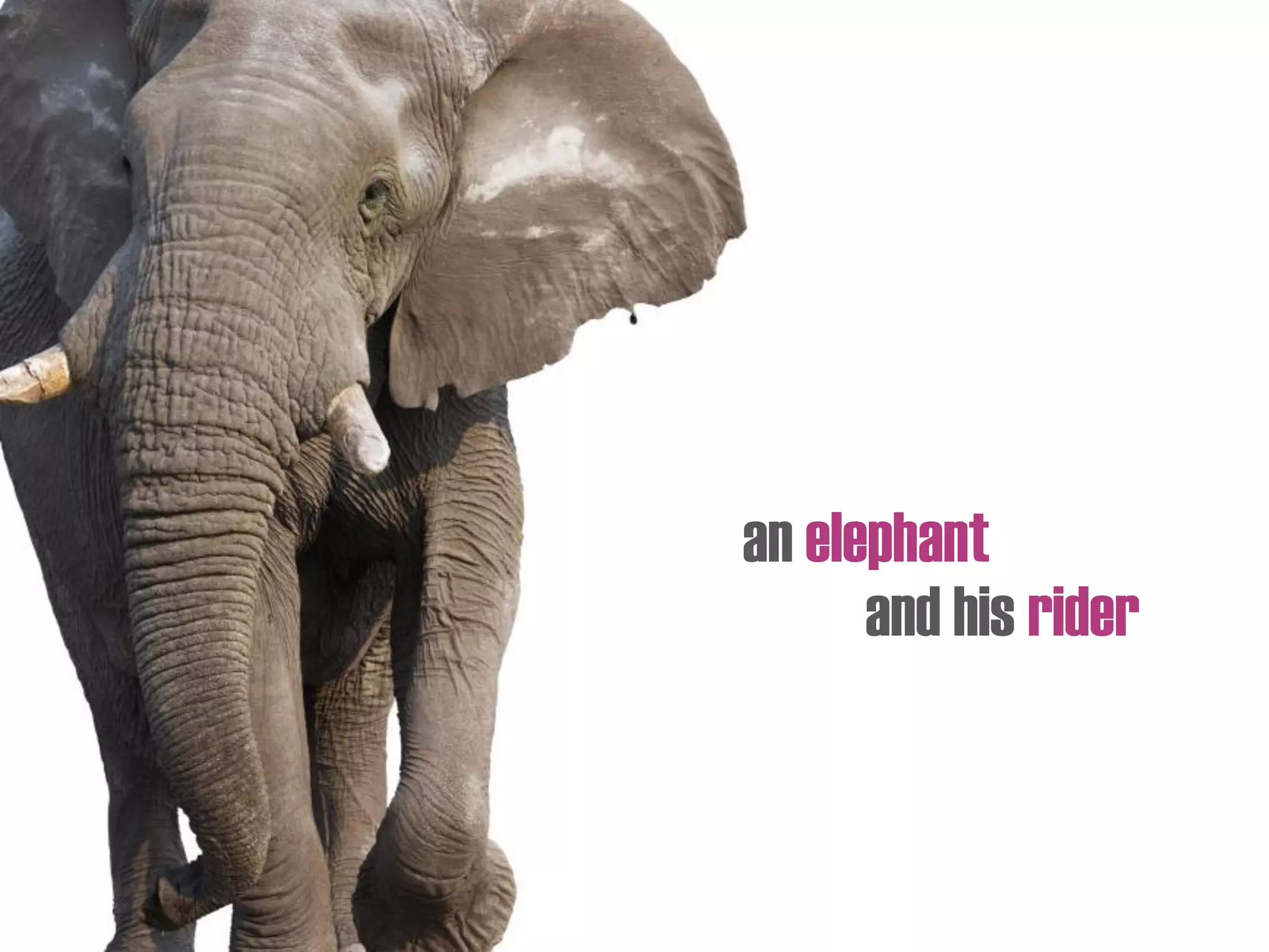 an elephant
and his rider
 