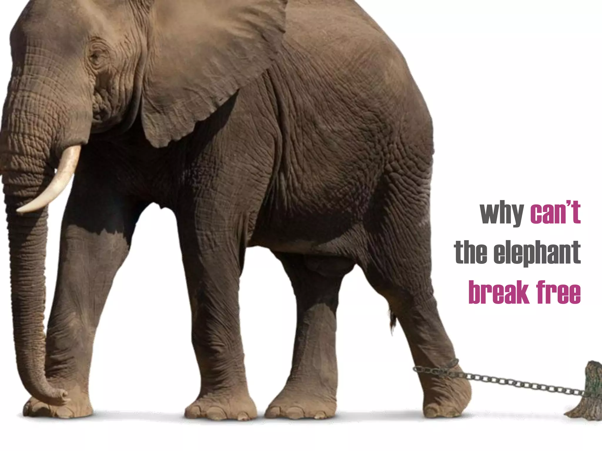 why can’t
the elephant
break free
 