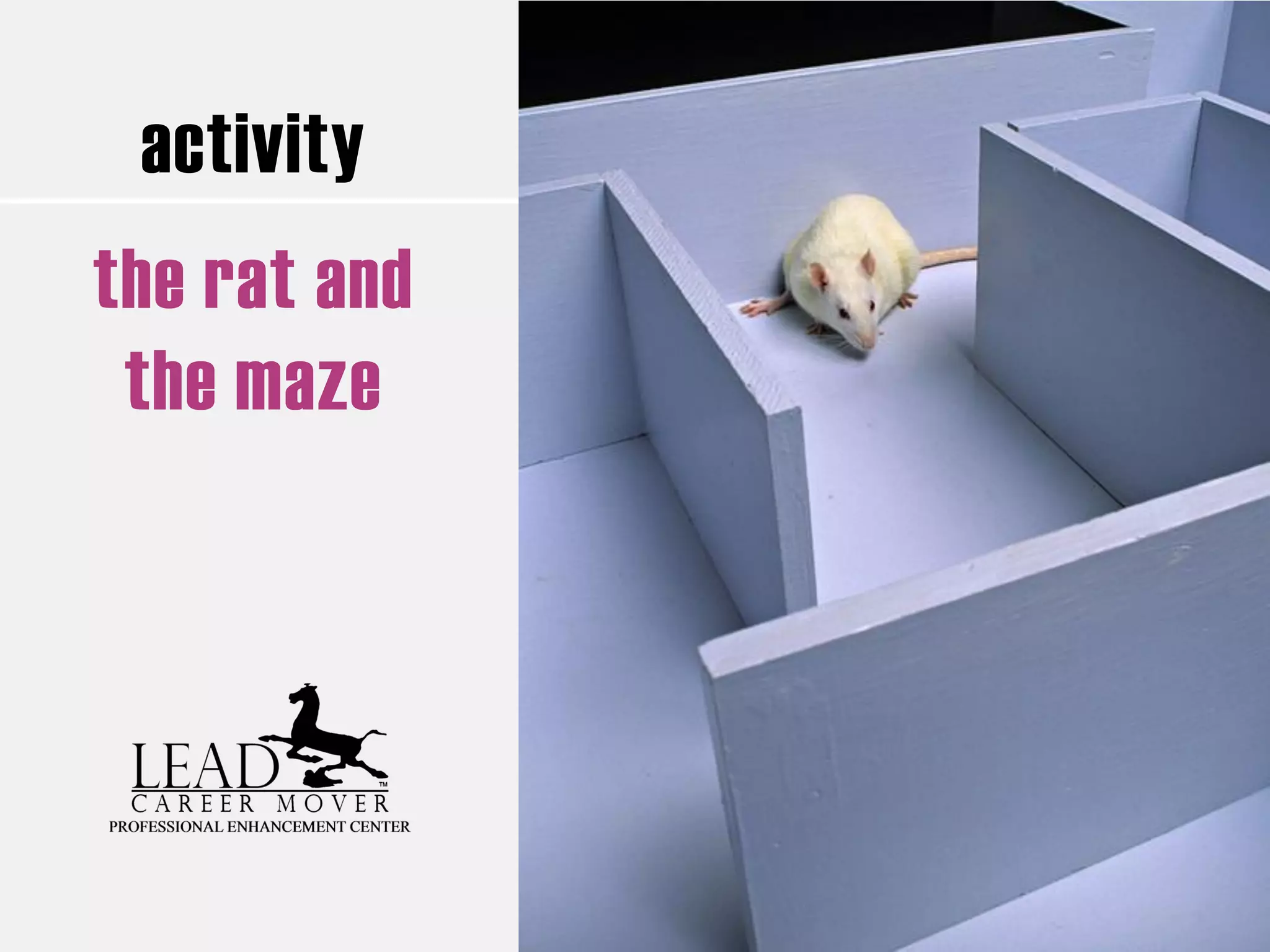 activity
the rat and
the maze
 