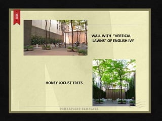 WALL WITH “VERTICAL
LAWNS” OF ENGLISH IVY
HONEY LOCUST TREES
 