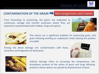 Ozono en silos
CONTAMINATION OF THE GRAIN Microorganisms and Insects
From harvesting to processing, the grains are subjected to
continuous storage and transfer processes where they are
exposed to contaminated with mildew, fungi and spores.
The insects are a significant problem for processing grain, and
grain infesting emitting an unpleasant smell, leaving the product
unusable.
Among the direct damage are: contamination with feces,
secretions and fragments of dead pests.
Indirect damage refers to increasing the temperature, the
breakdown product of the action of pests and fungi affecting
products whose spores are spread by displacement of pests.
 