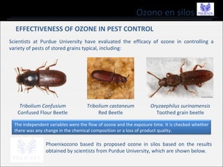 Ozono en silos
EFFECTIVENESS OF OZONE IN PEST CONTROL
Scientists at Purdue University have evaluated the efficacy of ozone in controlling a
variety of pests of stored grains typical, including:
Tribolium Confusium
Confused Flour Beetle
Tribolium castaneum
Red Beetle
Oryzaephilus surinamensis
Toothed grain beetle
The independent variables were the flow of ozone and the exposure time. It is checked whether
there was any change in the chemical composition or a loss of product quality.
Phoenixozono based its proposed ozone in silos based on the results
obtained by scientists from Purdue University, which are shown below.
 