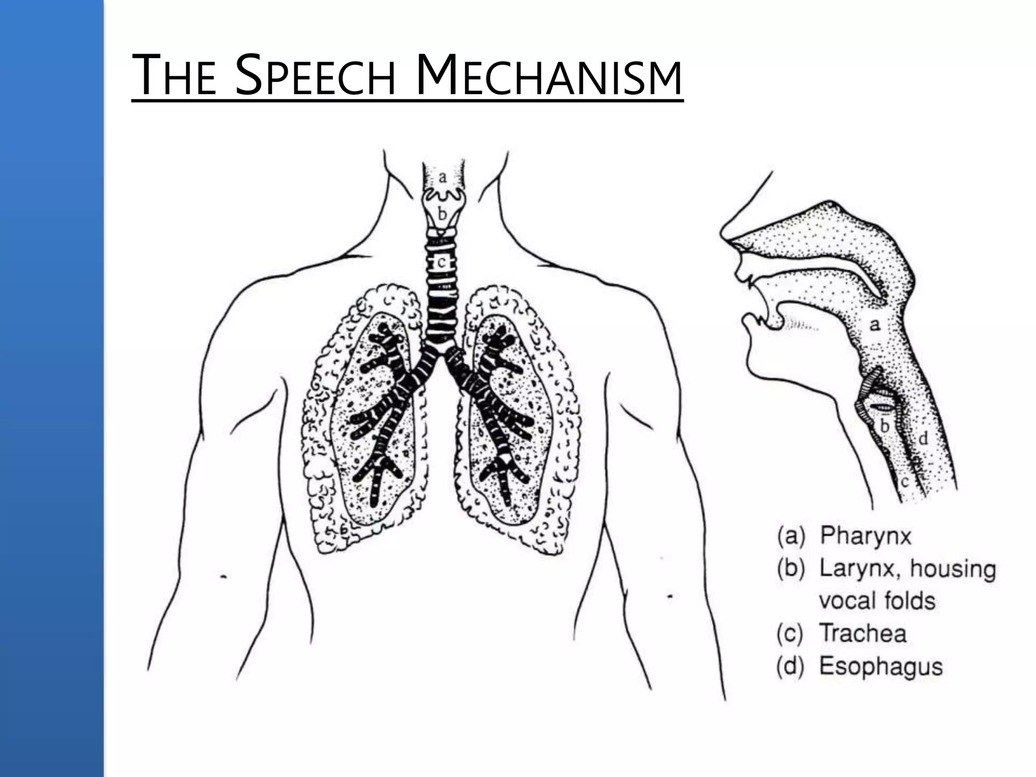 THE SPEECH MECHANISM
 