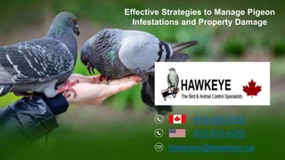 416-429-5393
833-833-4295
hawkeye@hawkeye.ca
Effective Strategies to Manage Pigeon
Infestations and Property Damage
 