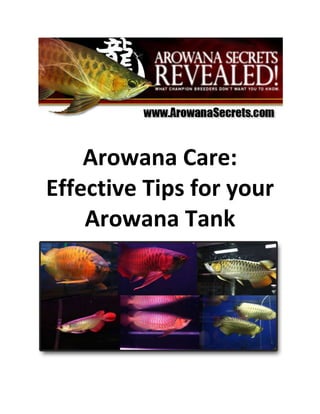 Arowana Care:  Effective Tips for your Arowana Tank<br />If you want to know how to properly care for your arowana, then you have to consider its tank.  Tanks or aquariums for arowana play a very vital role in the life of your fish.  It is important that you choose one which fits the requirements of your fish so you will be able to care for it very effectively.  The tanks are essential to sustain the life of your fish and to make sure that proper arowana care has been established.<br />Finding the right aquarium or tank for your arowana is dependent on some factors.  The first factor is the size of the tank.  If you want to have a guarantee that effective arowana care is established for your fish, you have to choose a tank or aquarium which is suitable for the different sizes of arowana.  The recommended size for arowana tanks is that which can contain water for up to 200 gallons or 750 liters.  However, this can be reduced if your fish is small.  The cover of your tank is also very important.  Since arowanas are able to jump for as high as 6 feet, the cover of your tank must be strong enough to prevent the fish from jumping out.  This will also add to the security of your arowana fish.       <br />The water temperature of the tank should also be considered in your choice.  The temperature must give enough comfort for your arowana fish.  Since arowanas are considered to be tropical by nature, it is also important that you give them a habitat that gives them complete tropical comfort.  This can be done by checking the water temperature of your tank and make sure that it is always between the range of 75 to 80 degrees Fahrenheit.  If you want to establish the most accurate arowana care for your fish, the tank or aquarium should be included among your primary considerations.  This will allow your fish to live and stay with you longer than expected.       <br />The Arowana fish is easy to keep, but hard to master when it comes to bringing out its best colors. Expose your Arowana's true colors using the simplest, laziest but most effective Arowana care techniques from http://www.arowanasecrets.com.<br />If you are starting out on rearing an Arowana, don't forget to grab the quot;
5 Steps to Setting Up Your Arowana Tank - Keeping It Simple, Clean and Quickquot;
 *FREE* report at http://www.arowanasecrets.com that is usually priced at $17.<br />