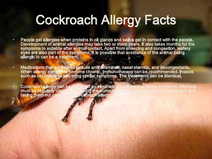 cockroach allergy