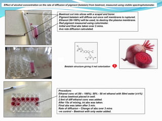 Effect of alcohol concentration on the rate of diffusion of pigment (betalain) from beetroot, measured using visible spect...