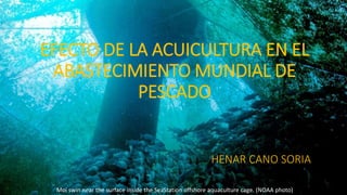 HENAR CANO SORIA
EFECTO DE LA ACUICULTURA EN EL
ABASTECIMIENTO MUNDIAL DE
PESCADO
HENAR CANO SORIA
Moi swin near the surface inside the SeaStation offshore aquaculture cage. (NOAA photo)
 