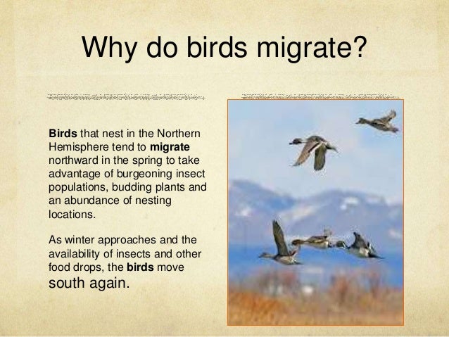effect of climate change on migration of birds a effect of climate change on migration of birds a