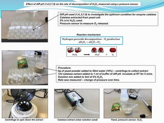 Centrifuge to spin down the extract Catalase extract (clear solution used) Yeast, pressure sensor, H2O2
Diff pH used (1,4,,5,7,9) to investigate the optimum condition for enzyme catalase
Catalase extracted from yeast cell.
5% (v/v) H2O2 used.
Pressure sensor to measure O2 released.
Reaction mechanism
Procedure:
5g of yeast powder added to 50ml water (10%) – centrifuge to collect extract
1ml catalase extract added to 1 ml of buffer of diff pH. Incubate at RT for 5 mins.
Solution mix added to 5ml of 5% H2O2
Rate was measured – change of pressure over time.
Hydrogen peroxide decomposition – O2 production
2H2O2→ 2H2O + O2
Effect of diff pH (1,4,5,7,9) on the rate of decomposition of H2O2 measured using a pressure sensor.
 