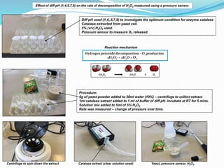 Centrifuge to spin down the extract Catalase extract (clear solution used) Yeast, pressure sensor, H2O2
Diff pH used (1,4,...