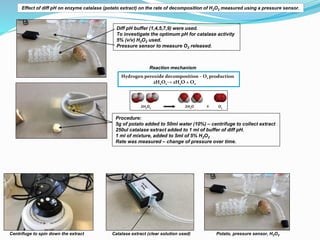 Centrifuge to spin down the extract Catalase extract (clear solution used) Potato, pressure sensor, H2O2
Diff pH buffer (1,4,5,7,9) were used.
To investigate the optimum pH for catalase activity
5% (v/v) H2O2 used.
Pressure sensor to measure O2 released.
Reaction mechanism
Procedure:
5g of potato added to 50ml water (10%) – centrifuge to collect extract
250ul catalase extract added to 1 ml of buffer of diff pH.
1 ml of mixture, added to 5ml of 5% H2O2
Rate was measured – change of pressure over time.
Hydrogen peroxide decomposition – O2 production
2H2O2→ 2H2O + O2
Effect of diff pH on enzyme catalase (potato extract) on the rate of decomposition of H2O2 measured using a pressure sensor.
 