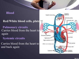 Blood
Red/White blood cells, platelets, plasma
Pulmonary circuits
Carries blood from the heart to the lungs and back
again.
Carries blood from the heart to the rest of the body
and back again.
Systemic circuits
 
