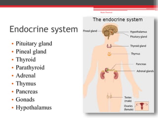 Endocrine system
• Pituitary gland
• Pineal gland
• Thyroid
• Parathyroid
• Adrenal
• Thymus
• Pancreas
• Gonads
• Hypothalamus
Shalu Thariwal
 