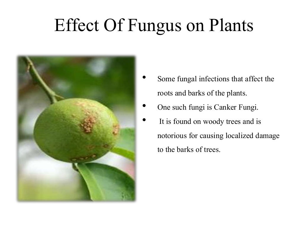 Effect of fungus on plants